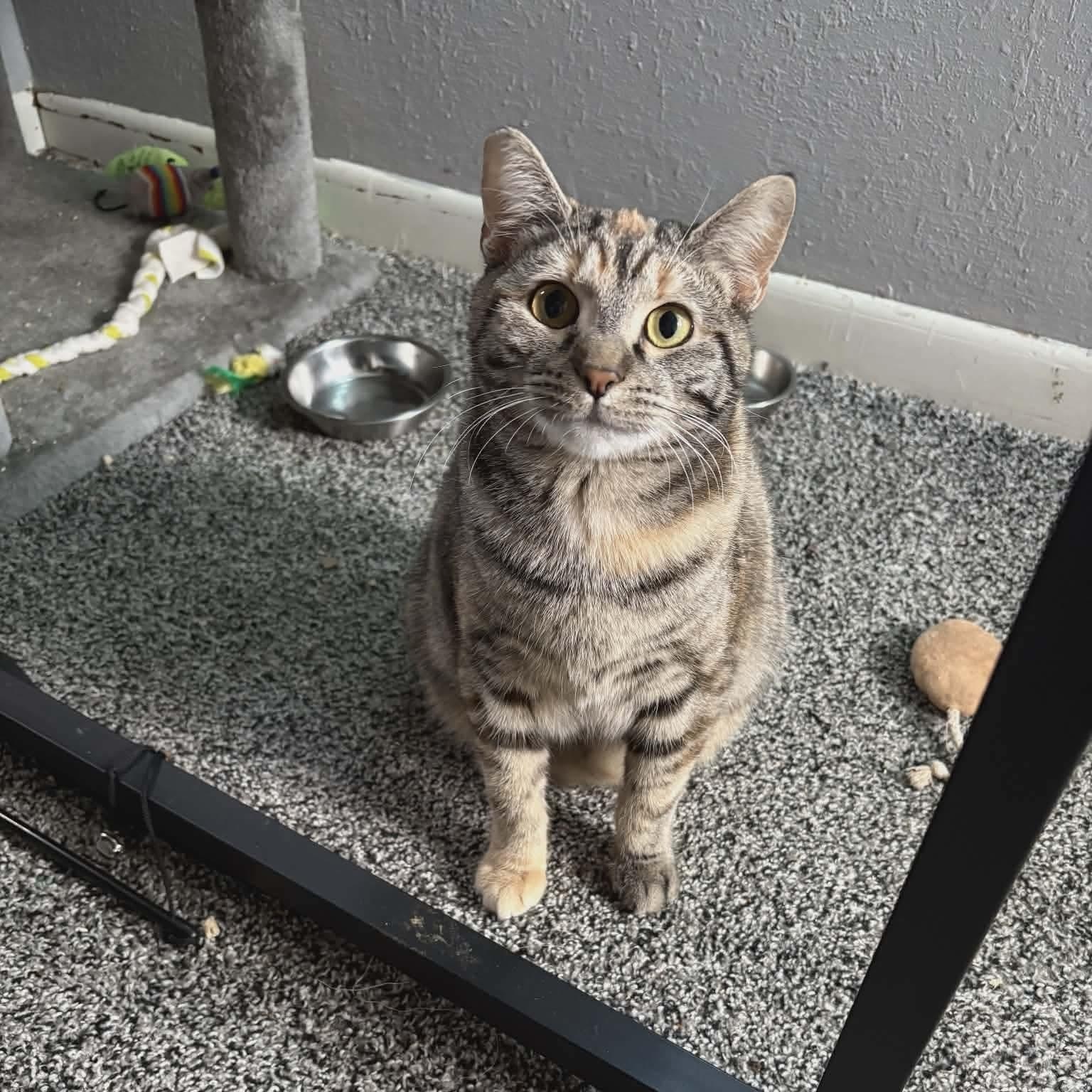 Enlarge Taco - Mexican food litter , a Adoptable mixed breed in Gladstone, OR image 1/4