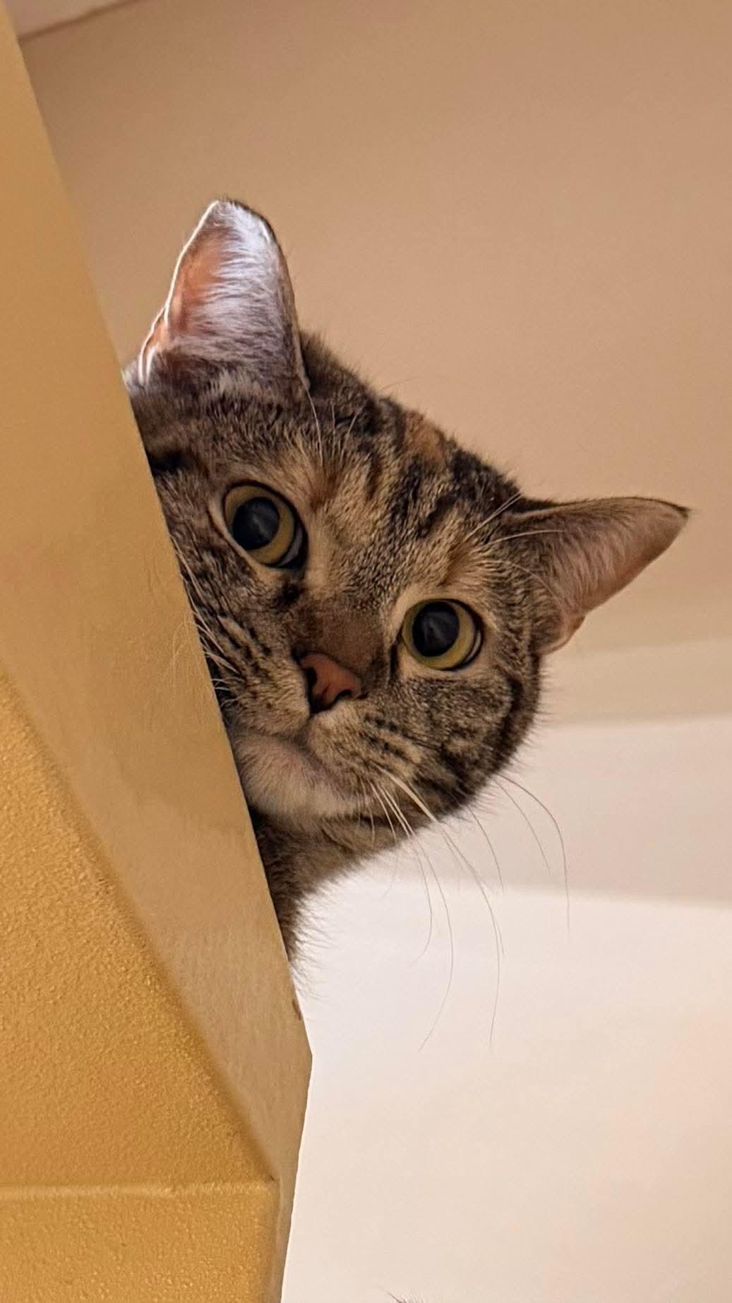 Enlarge Taco - Mexican food litter , a Adoptable mixed breed in Gladstone, OR image 2/4