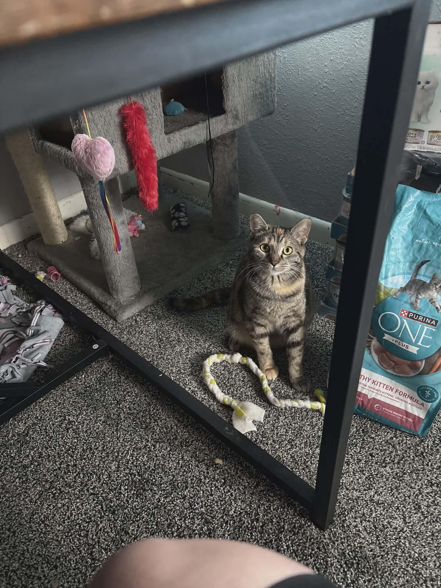 Enlarge Taco - Mexican food litter , a Adoptable mixed breed in Gladstone, OR image 4/4