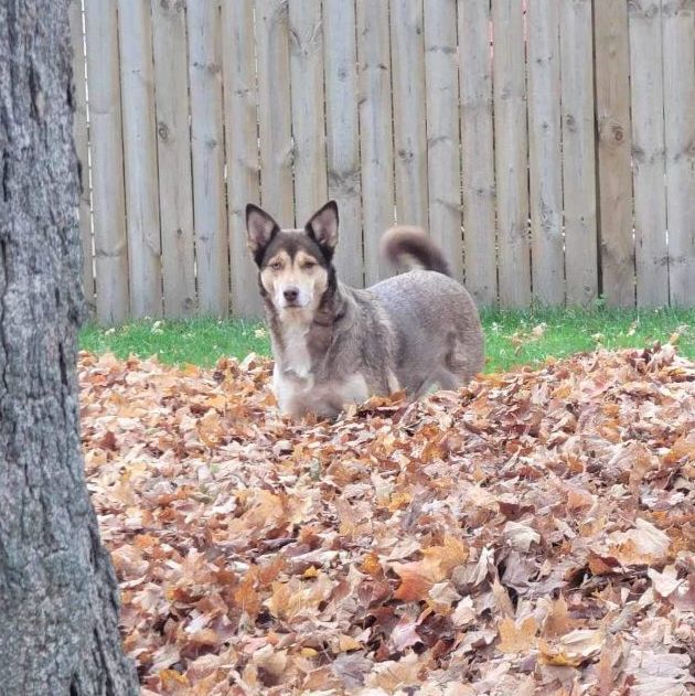 Harley, a Adopted Husky in Grand Haven, MI image 1/6
