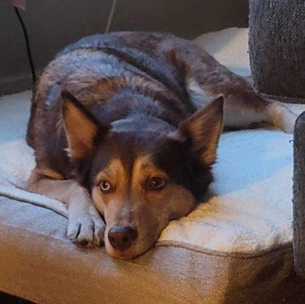 Harley, a Adopted Husky in Grand Haven, MI image 2/6