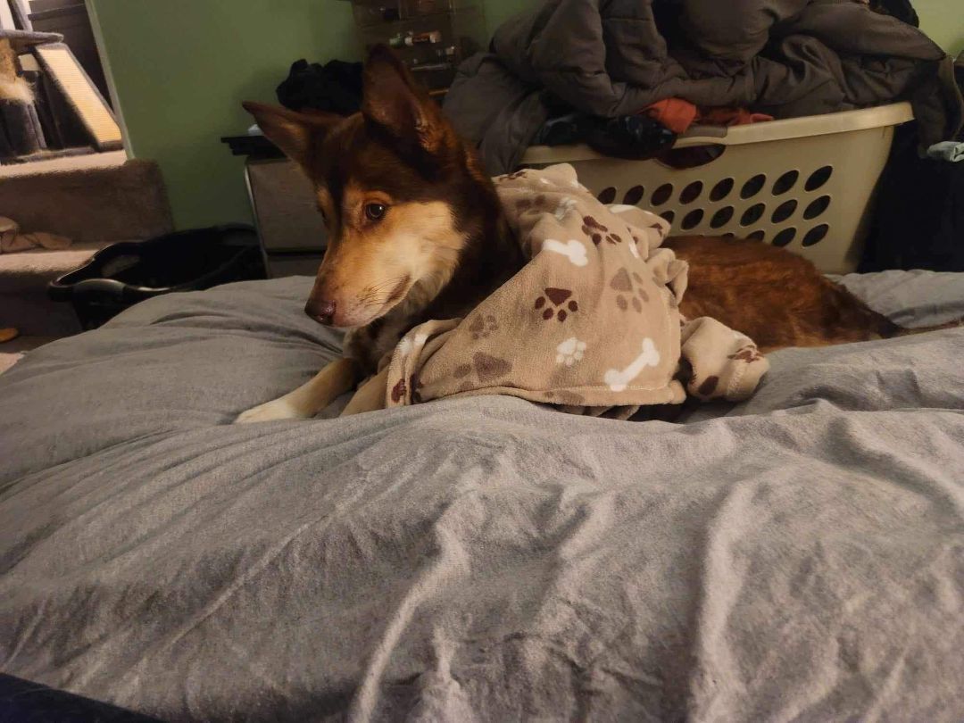 Harley, a Adopted Husky in Grand Haven, MI image 3/6