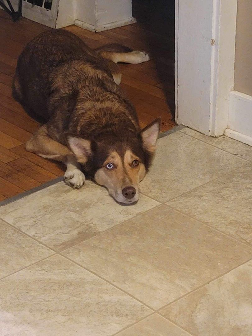 Harley, a Adopted Husky in Grand Haven, MI image 4/6