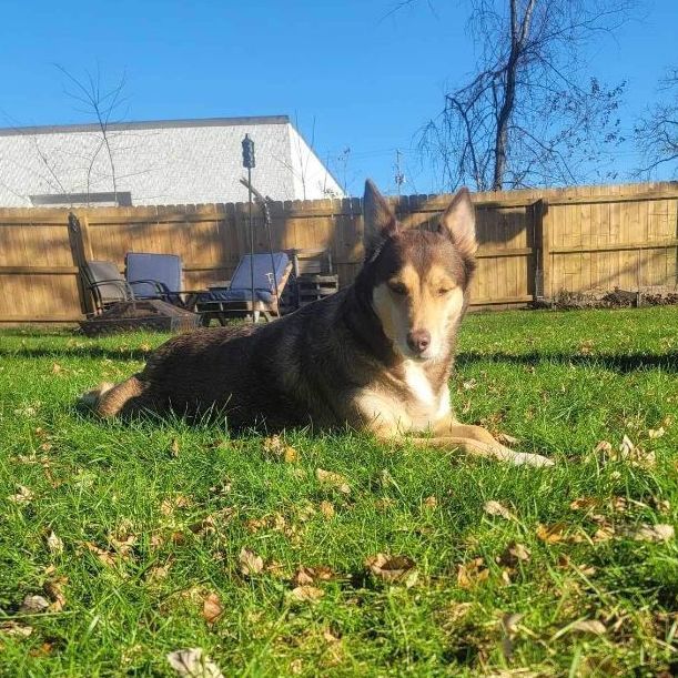 Harley, a Adopted Husky in Grand Haven, MI image 5/6