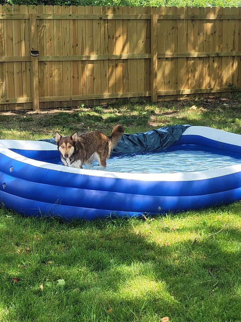 Harley, a Adopted Husky in Grand Haven, MI image 6/6