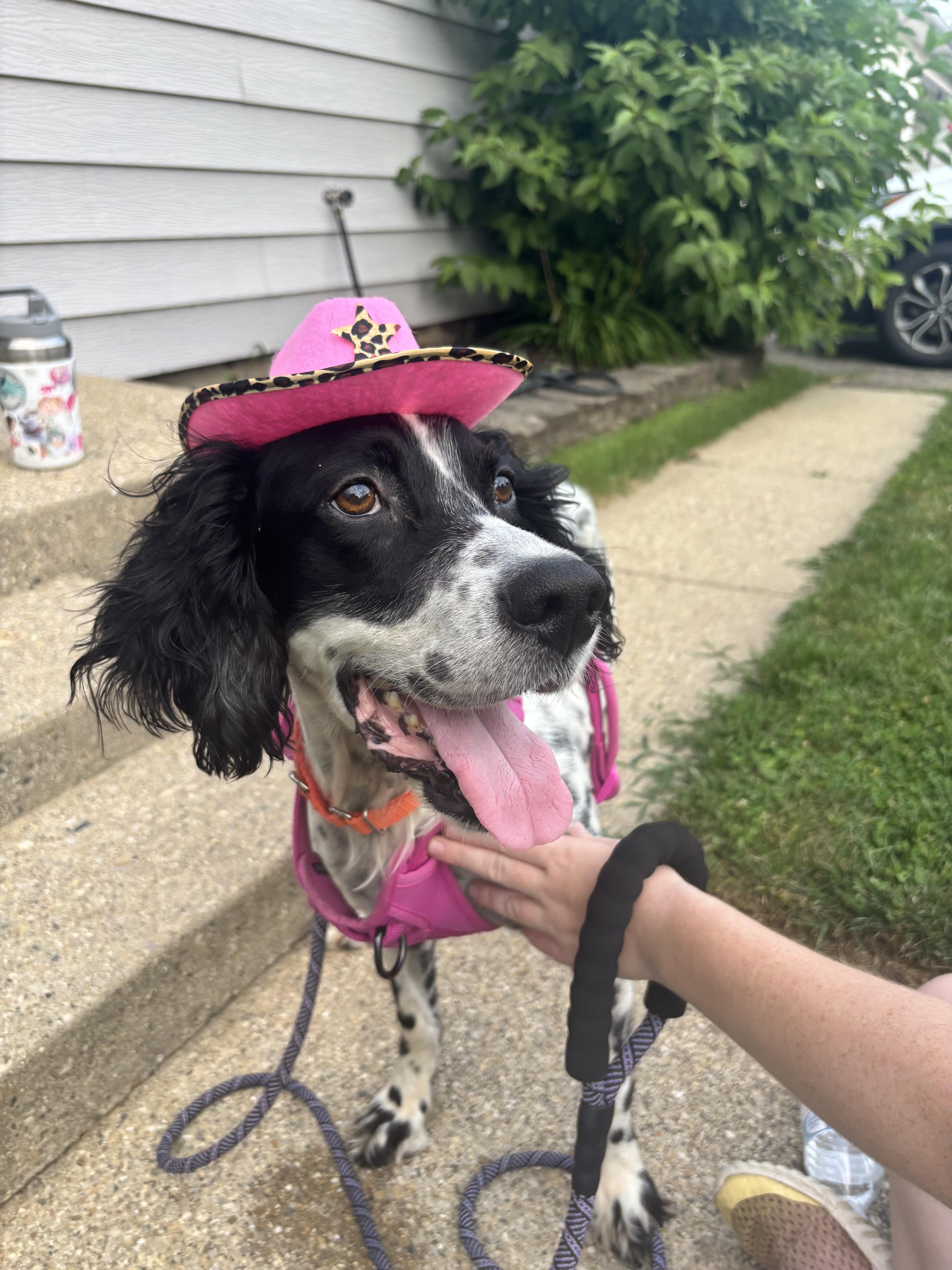 Mora, an adopted English Setter in Whitestown, IN image 4/4