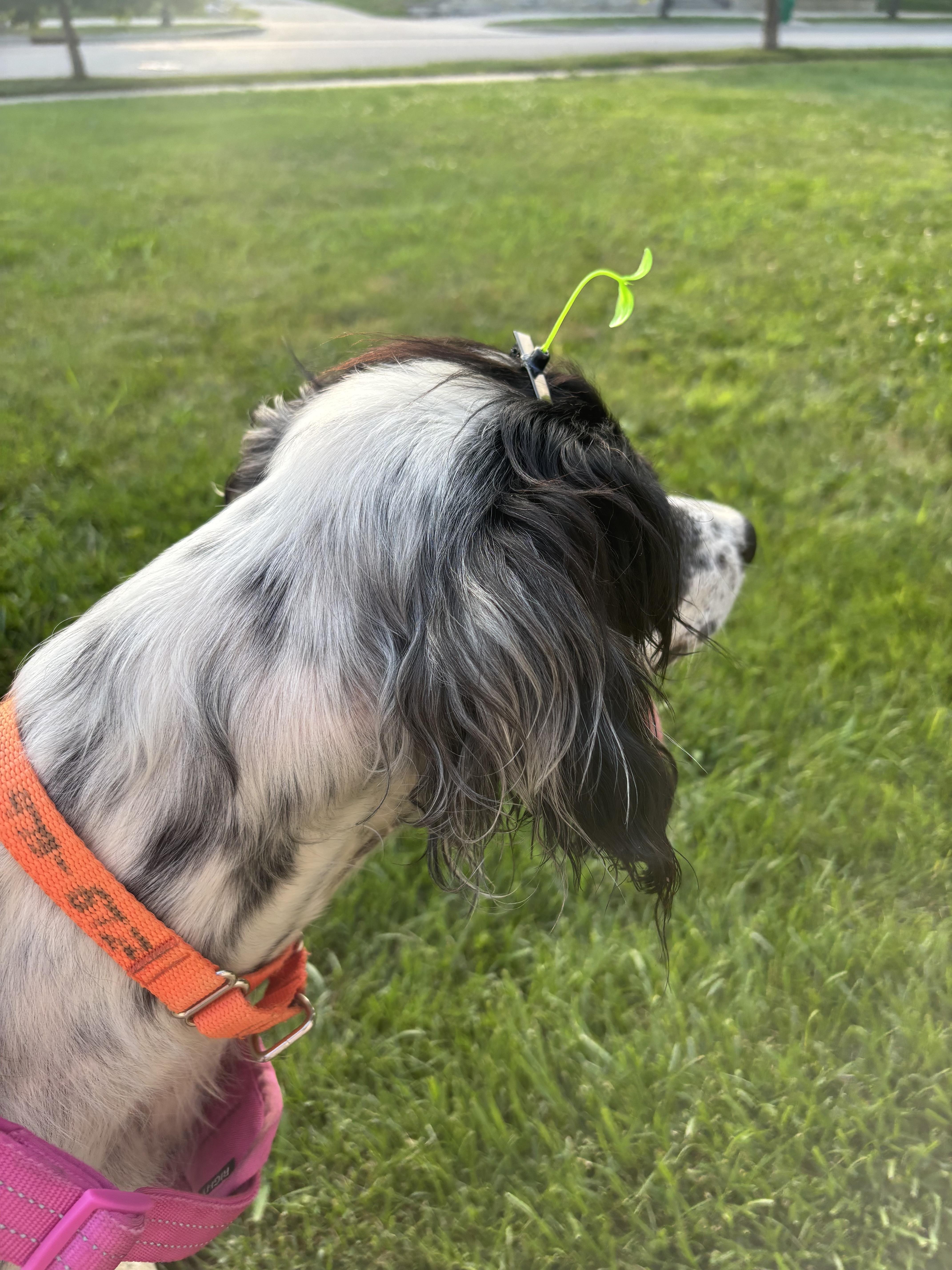 Mora, adopted, Adult Female English Setter.