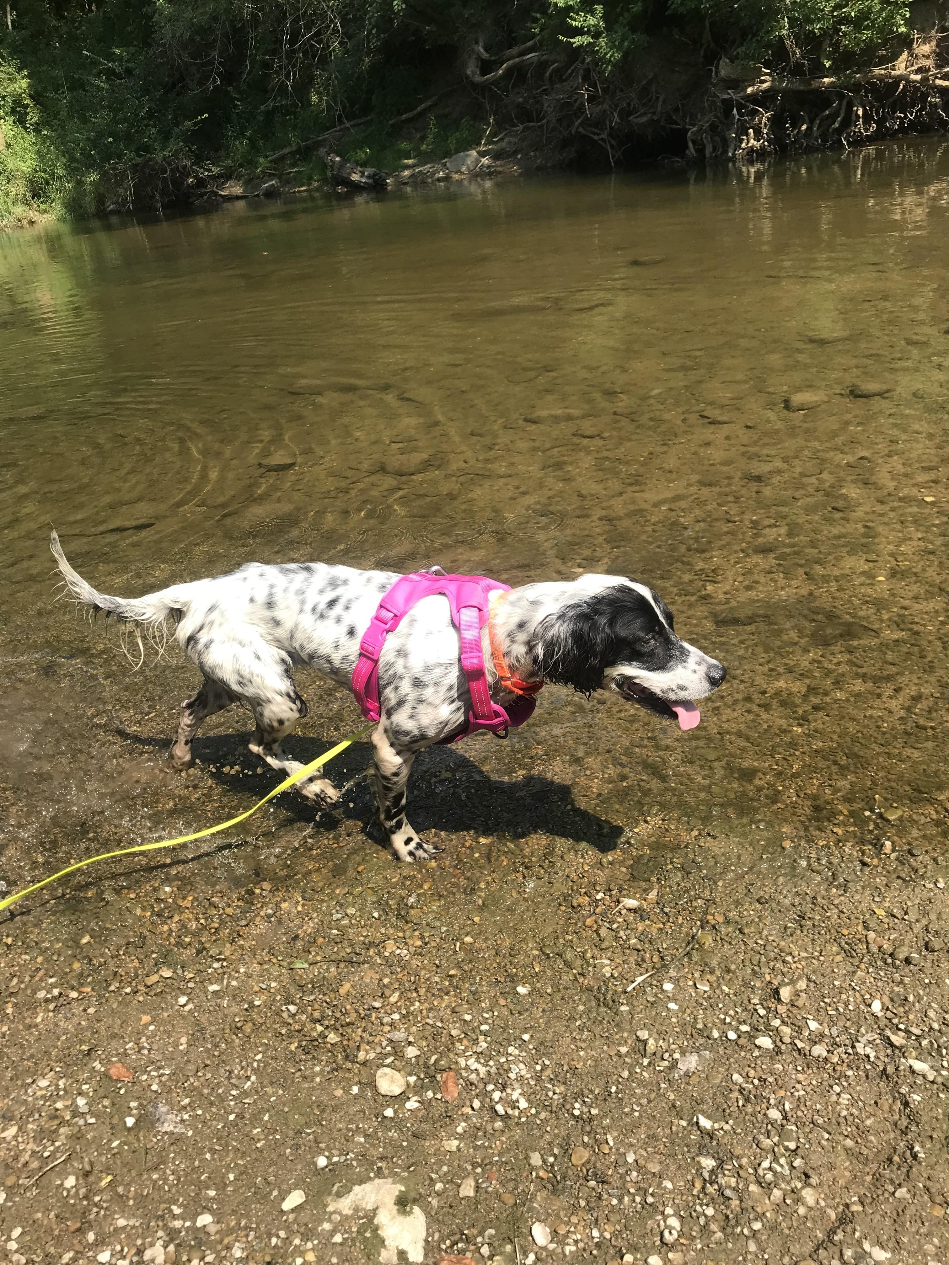 Mora, an adopted English Setter in Whitestown, IN image 2/4