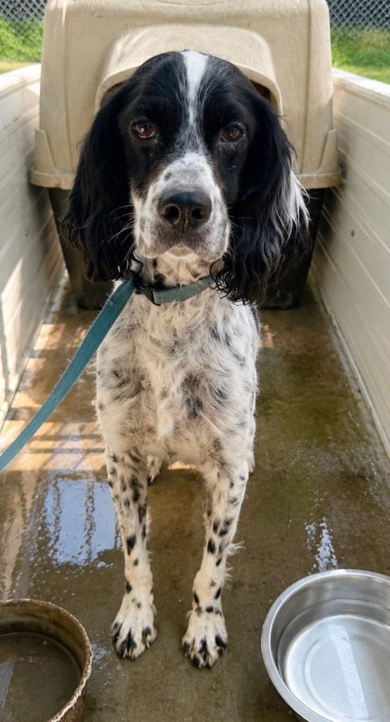 Mora, an adopted English Setter in Whitestown, IN image 3/4