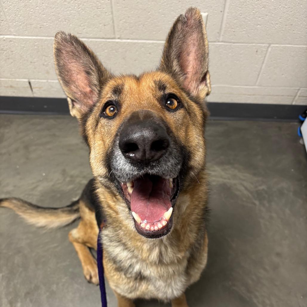 Dakota, Adoptable, Adult Female German Shepherd Dog.