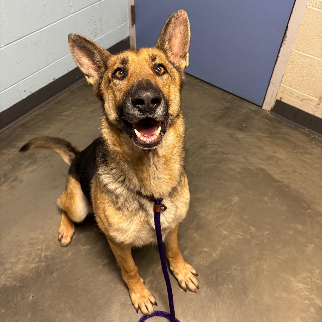 Enlarge Dakota, a Adoptable German Shepherd Dog in DeKalb, IL image 2/3