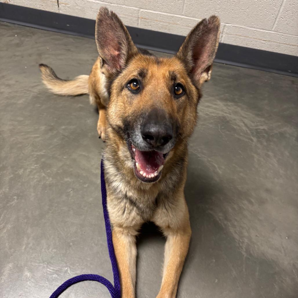 Enlarge Dakota, a Adoptable German Shepherd Dog in DeKalb, IL image 3/3