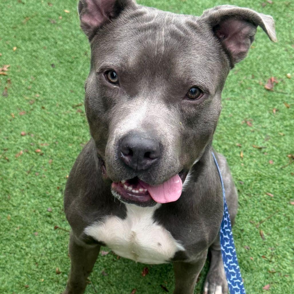 Tobias, Adoptable, Adult Male Pit Bull Terrier.