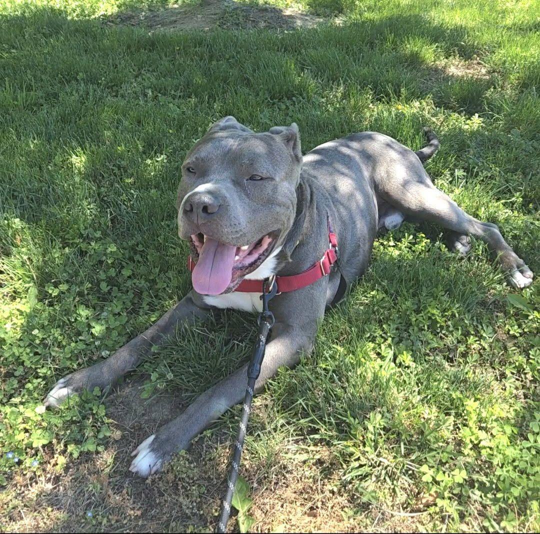 Tobias, Adoptable, Adult Male Pit Bull Terrier.