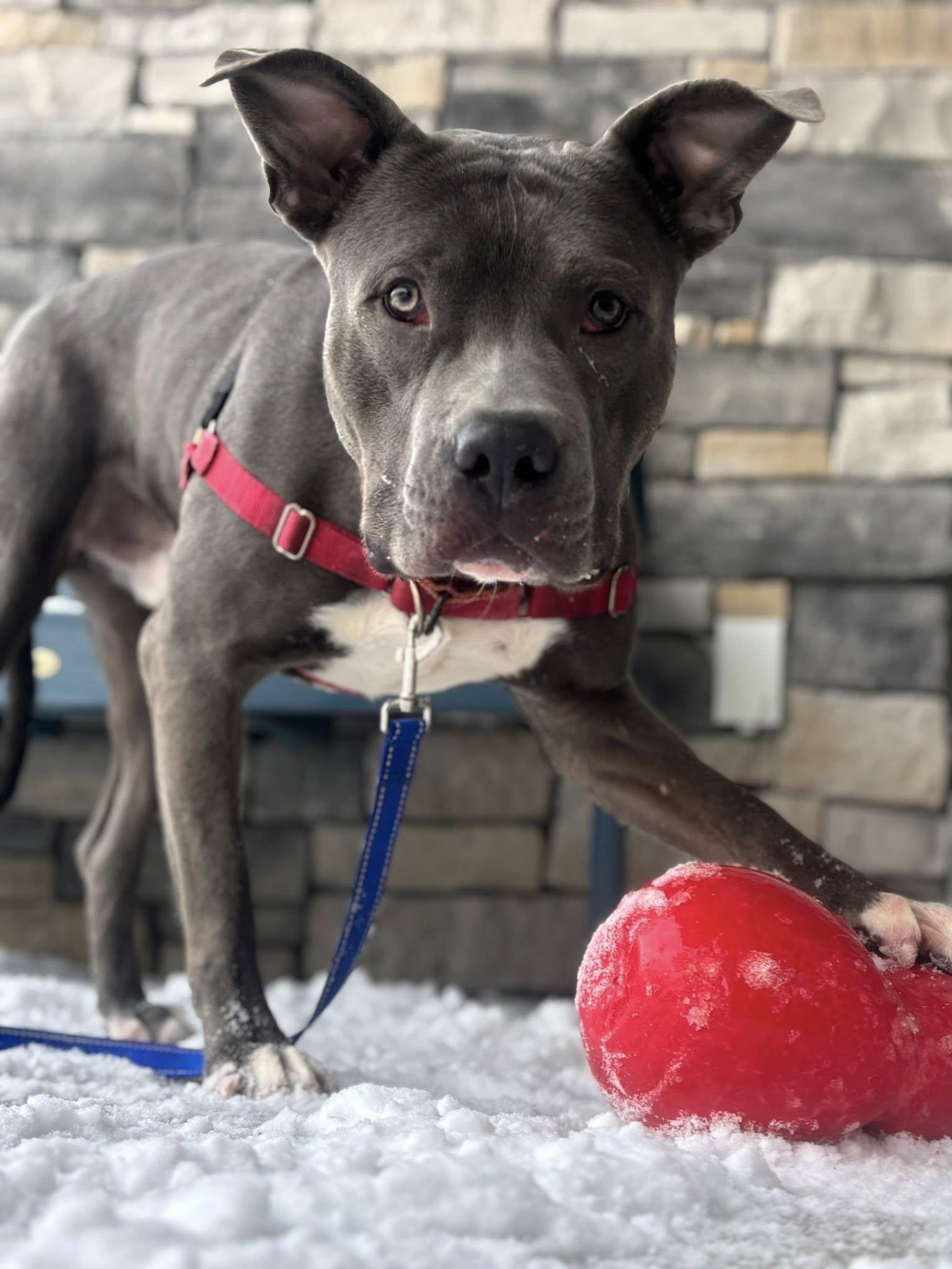 Tobias, Adoptable, Adult Male Pit Bull Terrier.