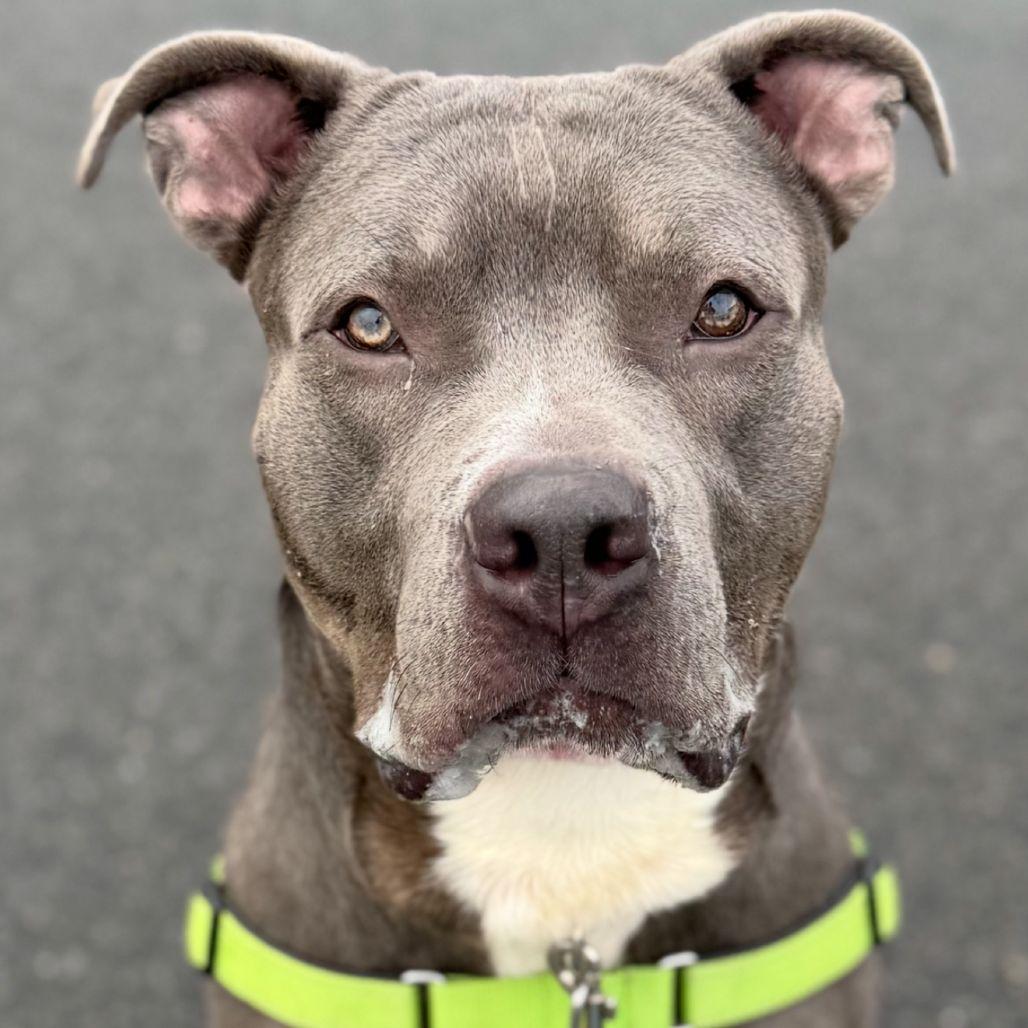 Tobias, a Adoptable Pit Bull Terrier in New Castle, DE image 3/3