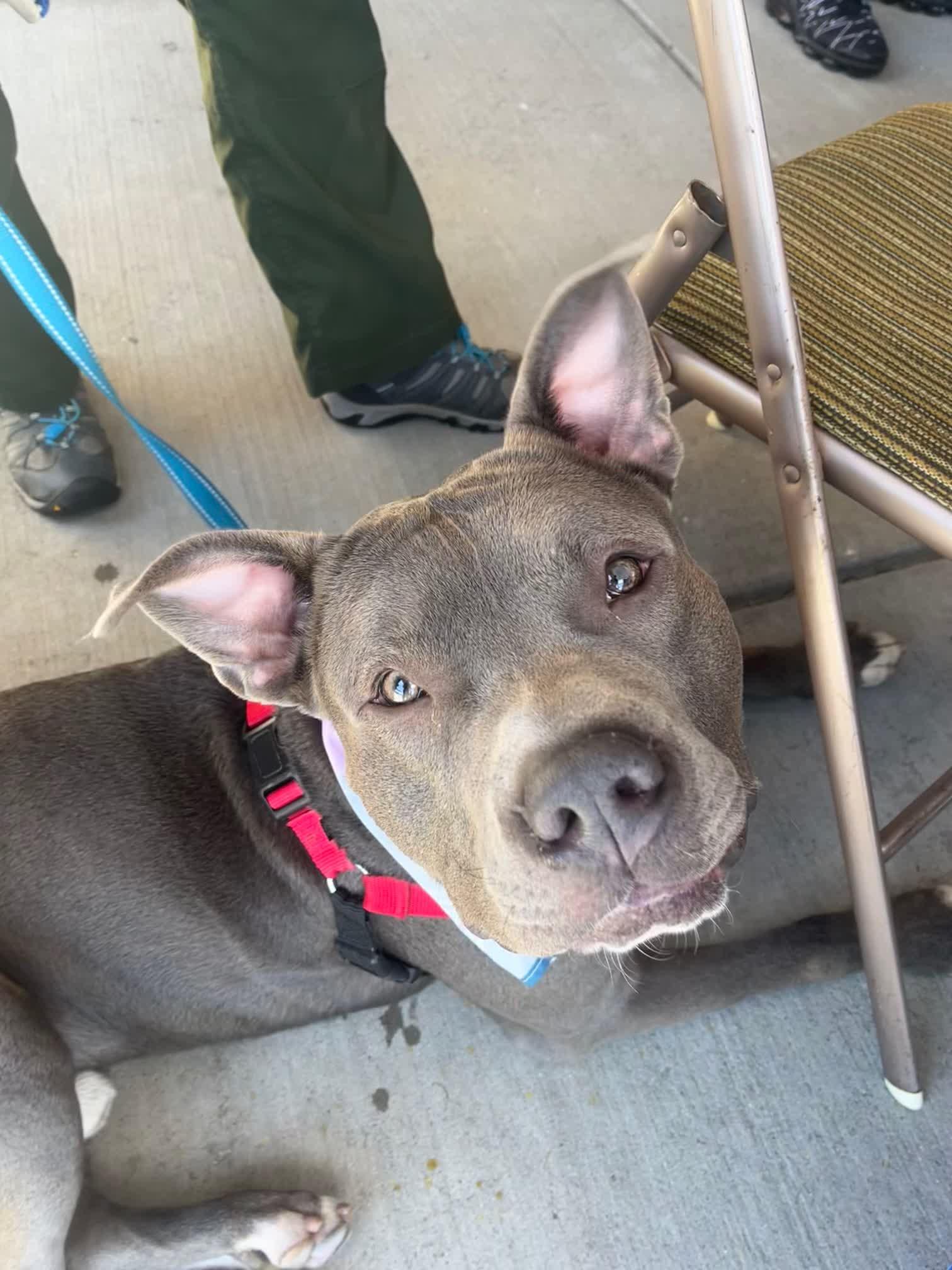Tobias, a Adoptable Pit Bull Terrier in New Castle, DE image 2/3