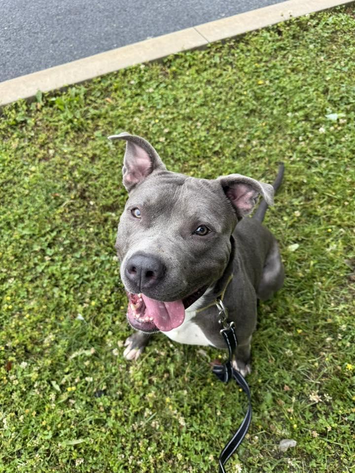Tobias, a Adoptable Pit Bull Terrier in New Castle, DE image 3/3