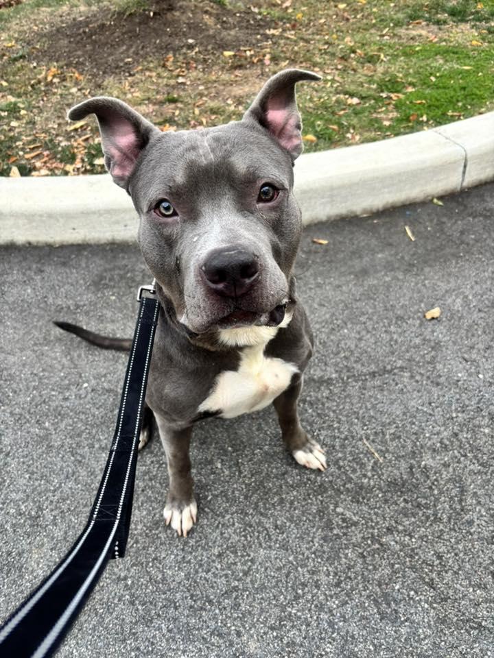 Enlarge Tobias, a Adoptable Pit Bull Terrier in New Castle, DE image 3/3