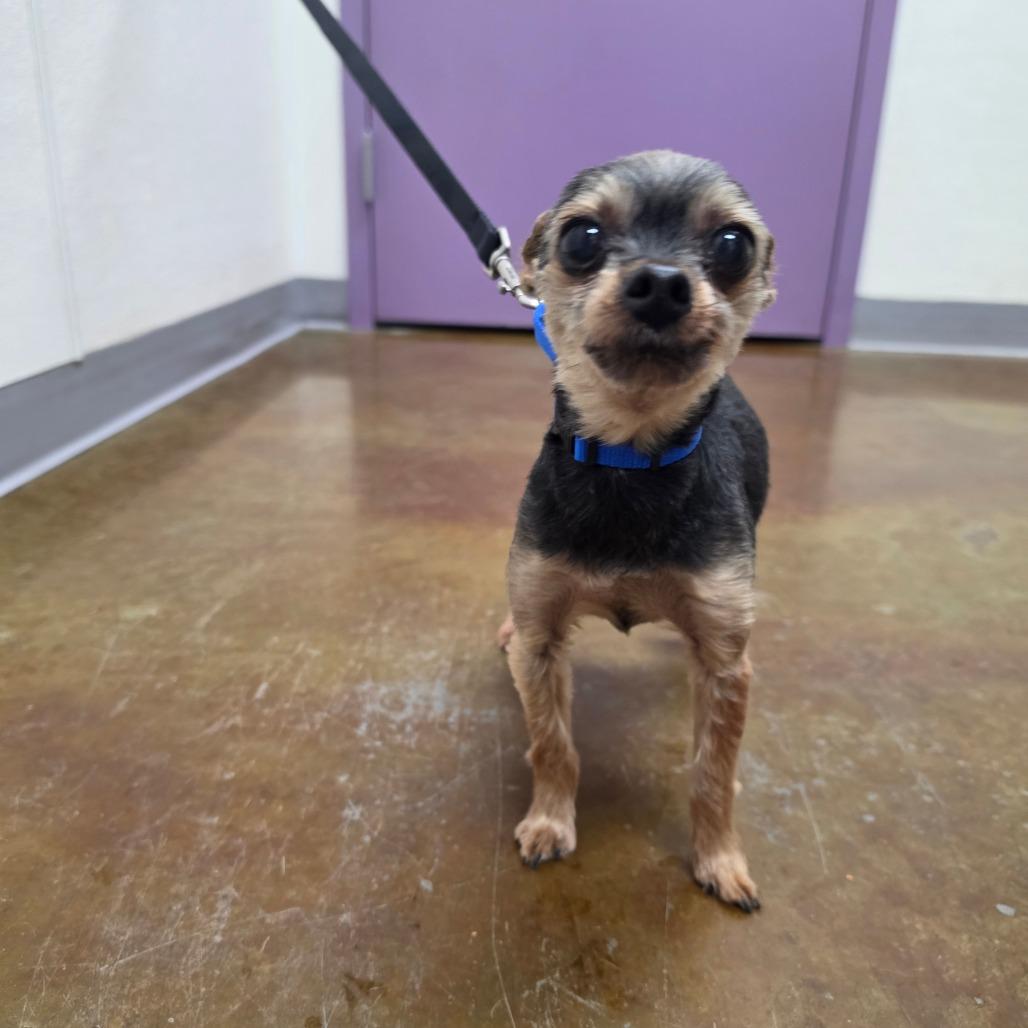 Jacks, Adoptable, Senior Male Yorkshire Terrier.
