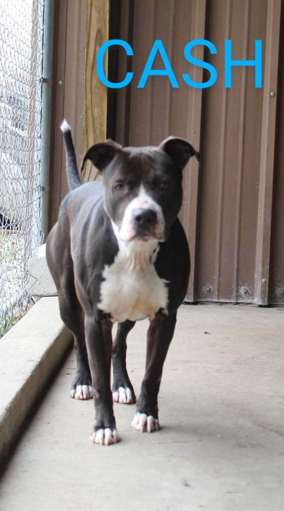 Cash, a Adoptable Pit Bull Terrier in Kendallville, IN image 1/3