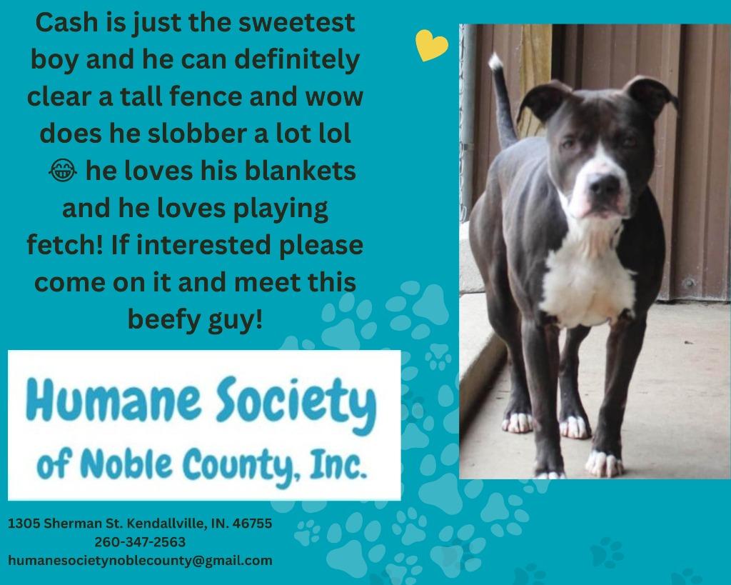 Enlarge Cash, a Adoptable Pit Bull Terrier in Kendallville, IN image 2/3
