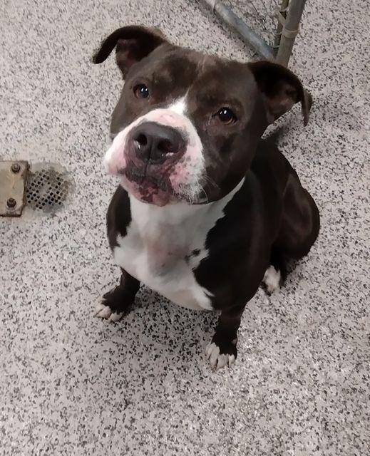 Enlarge Cash, a Adoptable Pit Bull Terrier in Kendallville, IN image 3/3