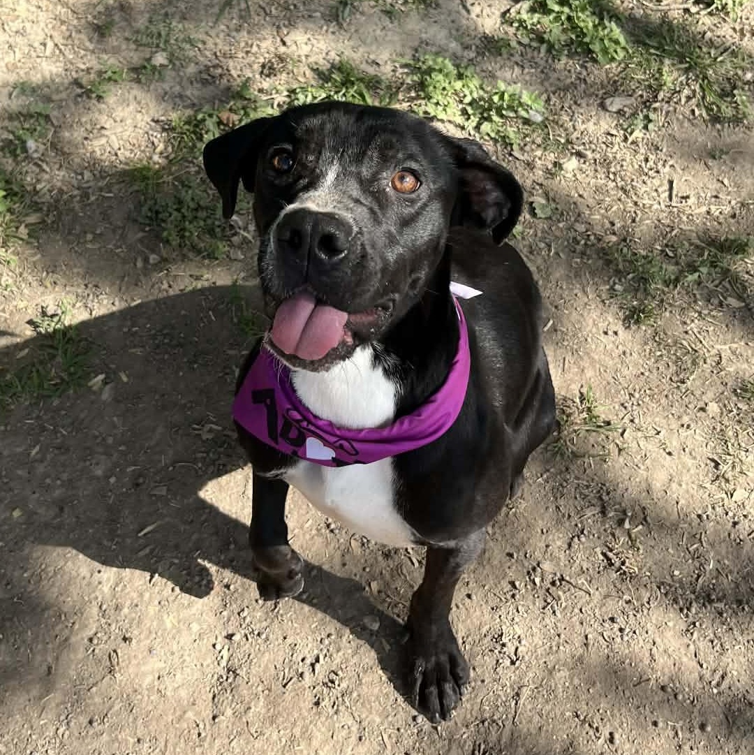 MAGGIE, a Adoptable mixed breed in Kaplan, LA image 1/2