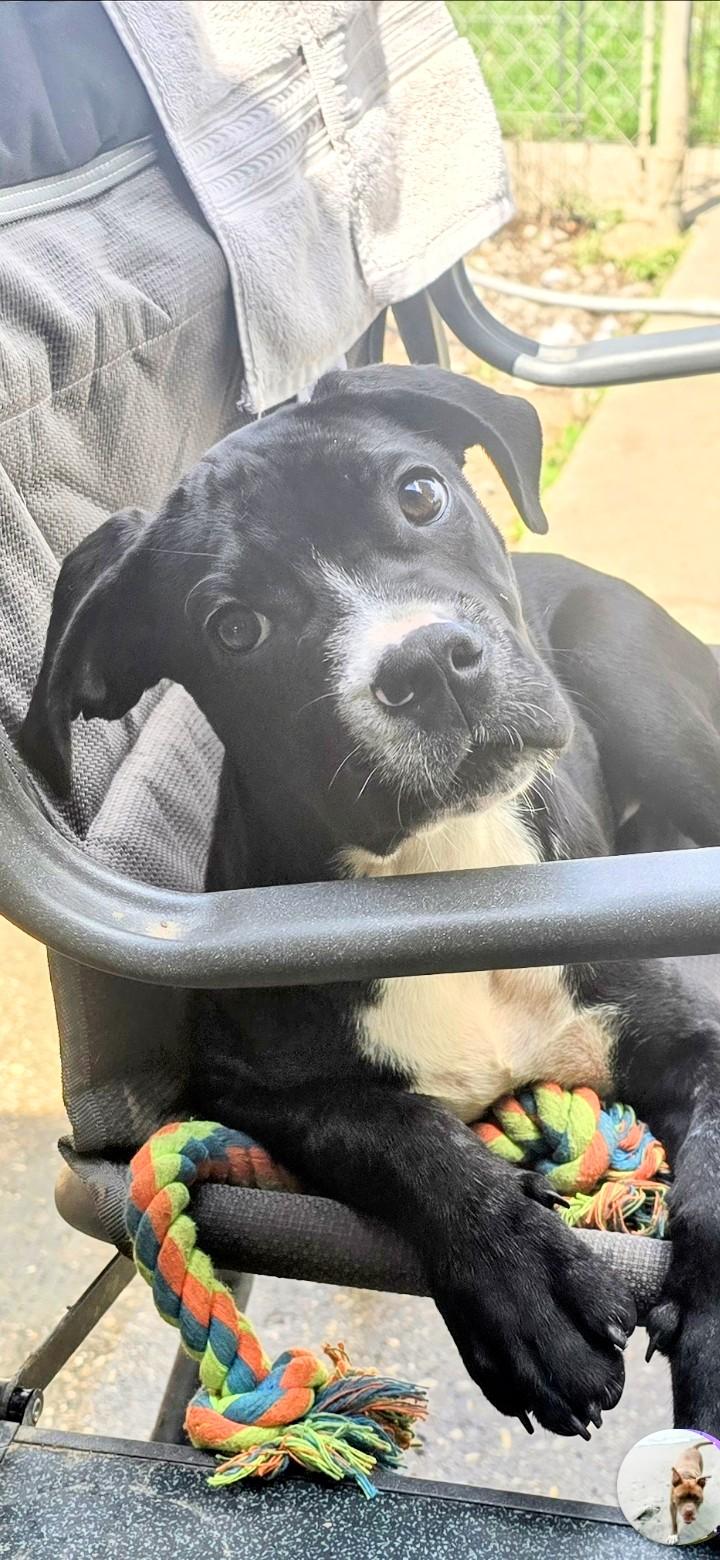 Enlarge MAGGIE, a Adoptable mixed breed in Kaplan, LA image 1/1