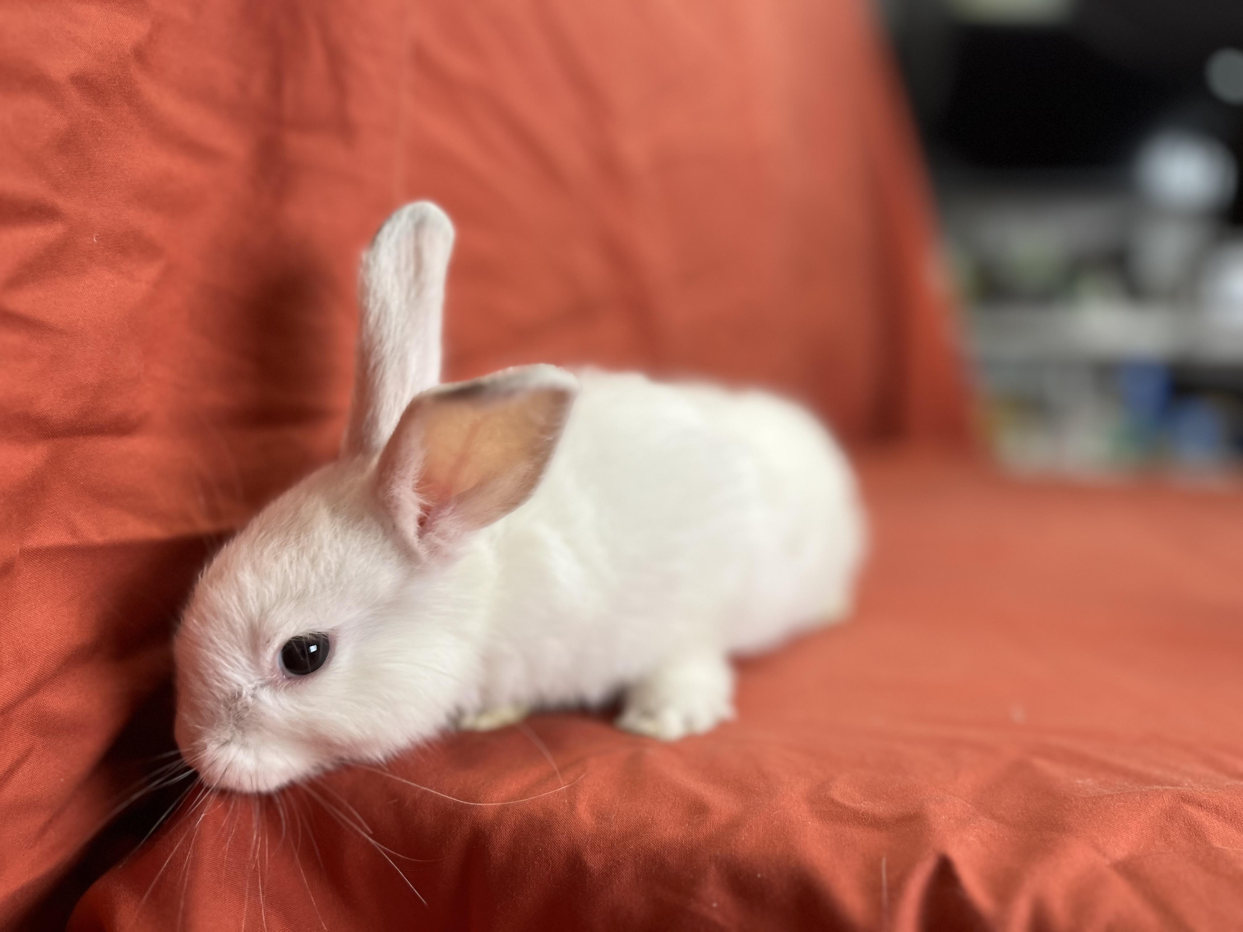 Hollister (Heidi), Adopted, Young Male Lionhead.