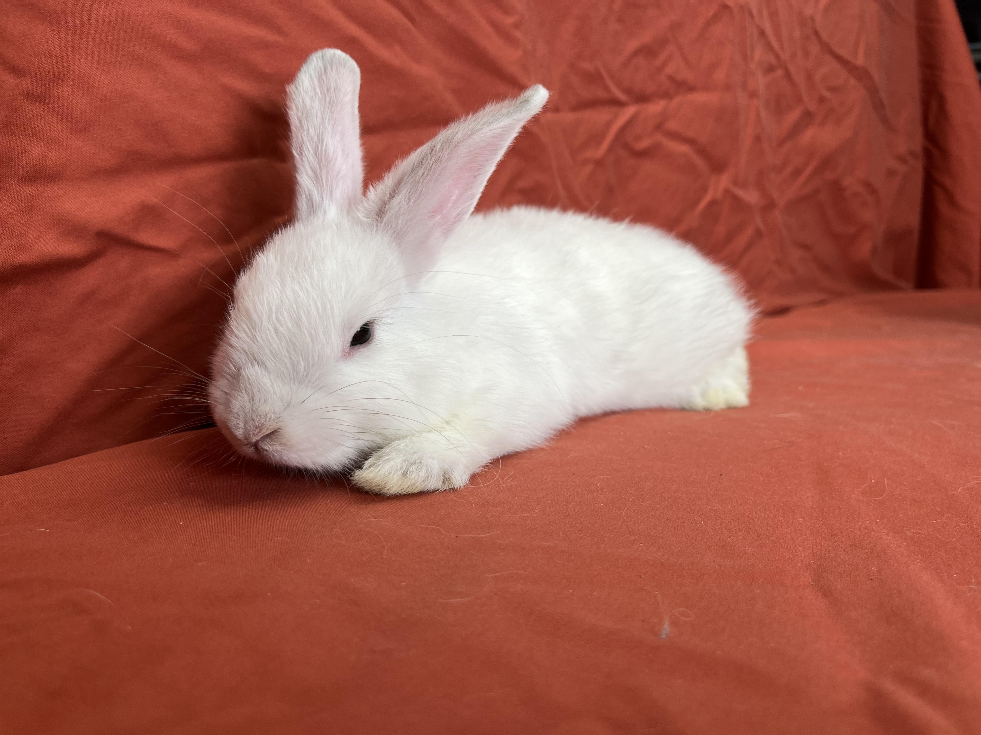 Enlarge Hollister (Heidi), a Adopted mixed breed in Holiday, FL image 2/6