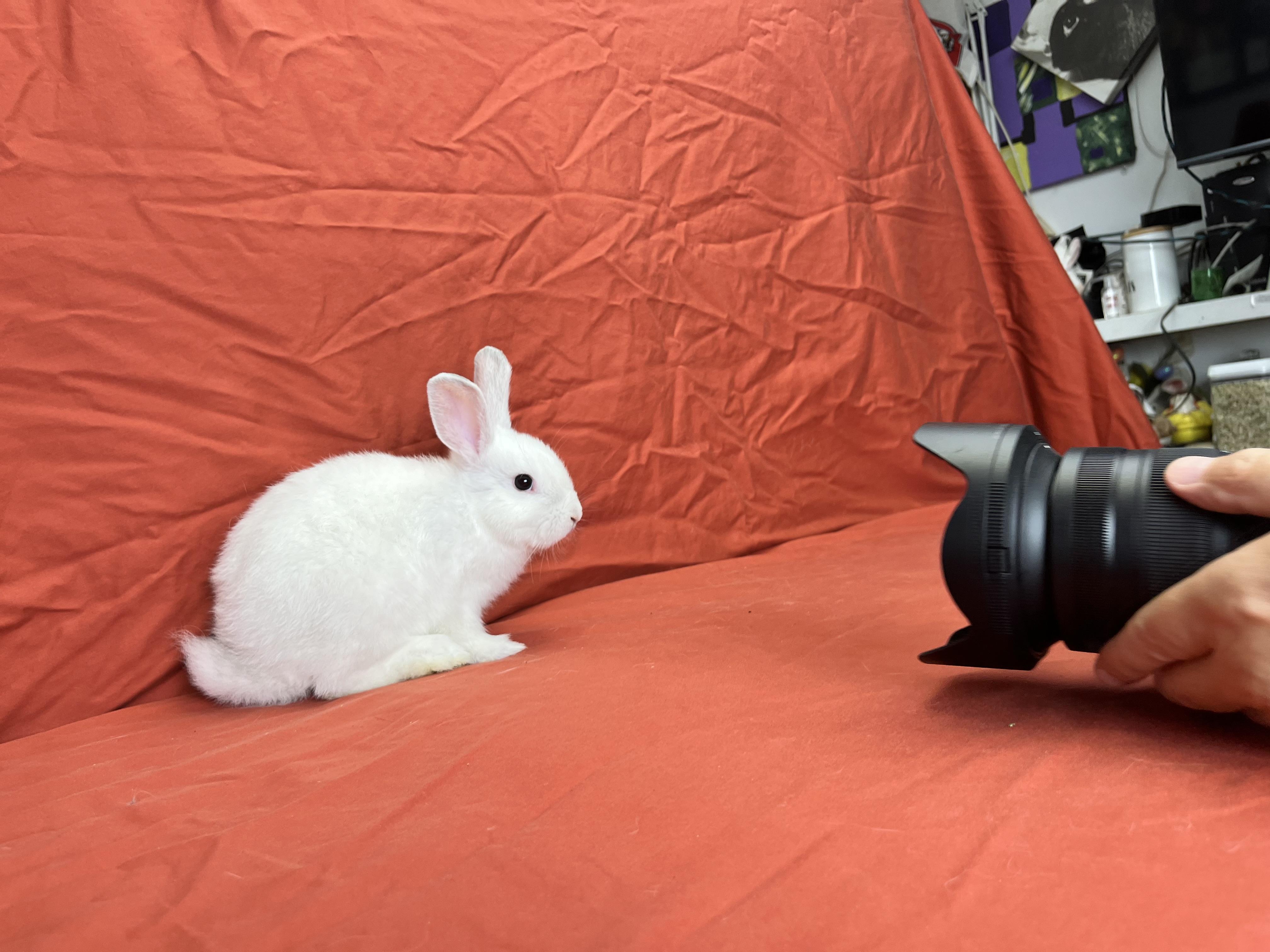 Enlarge Hollister (Heidi), a Adopted mixed breed in Holiday, FL image 5/6