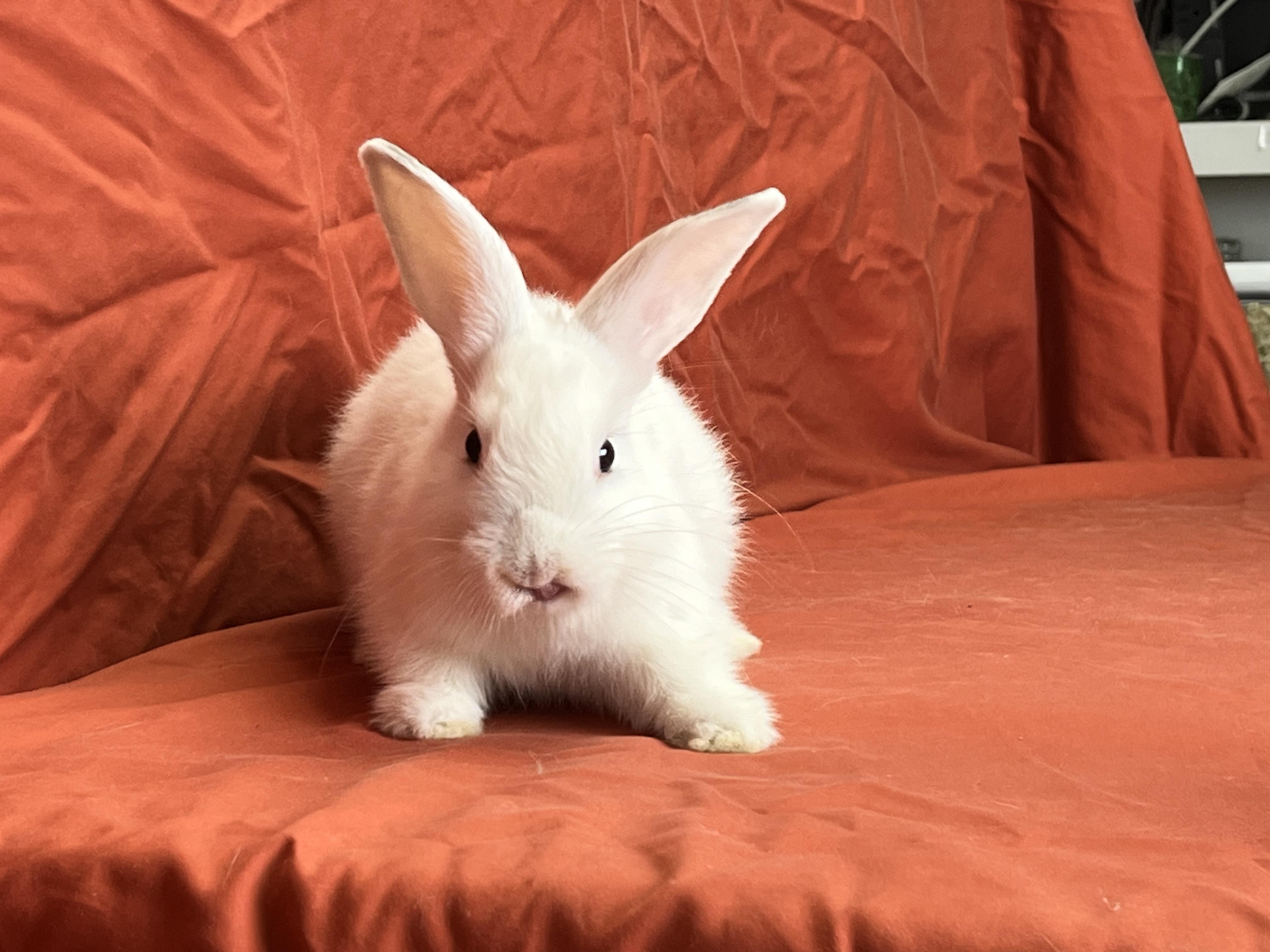 Enlarge Hollister (Heidi), a Adopted mixed breed in Holiday, FL image 6/6