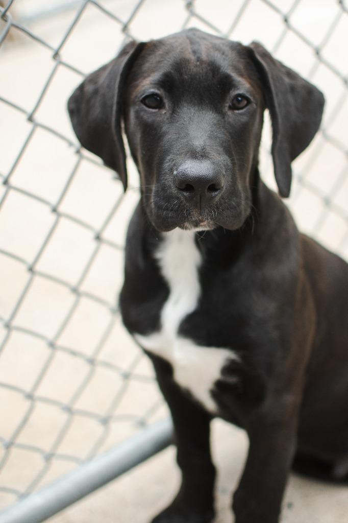 Enlarge Duke, a Adopted mixed breed in Peru, NY image 1/1