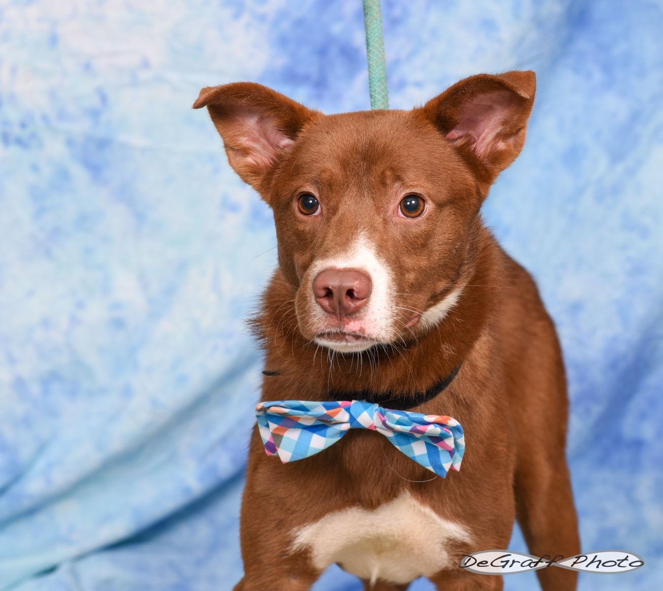 Enlarge Hank, a Adopted Border Collie in Pittsboro, NC image 1/1