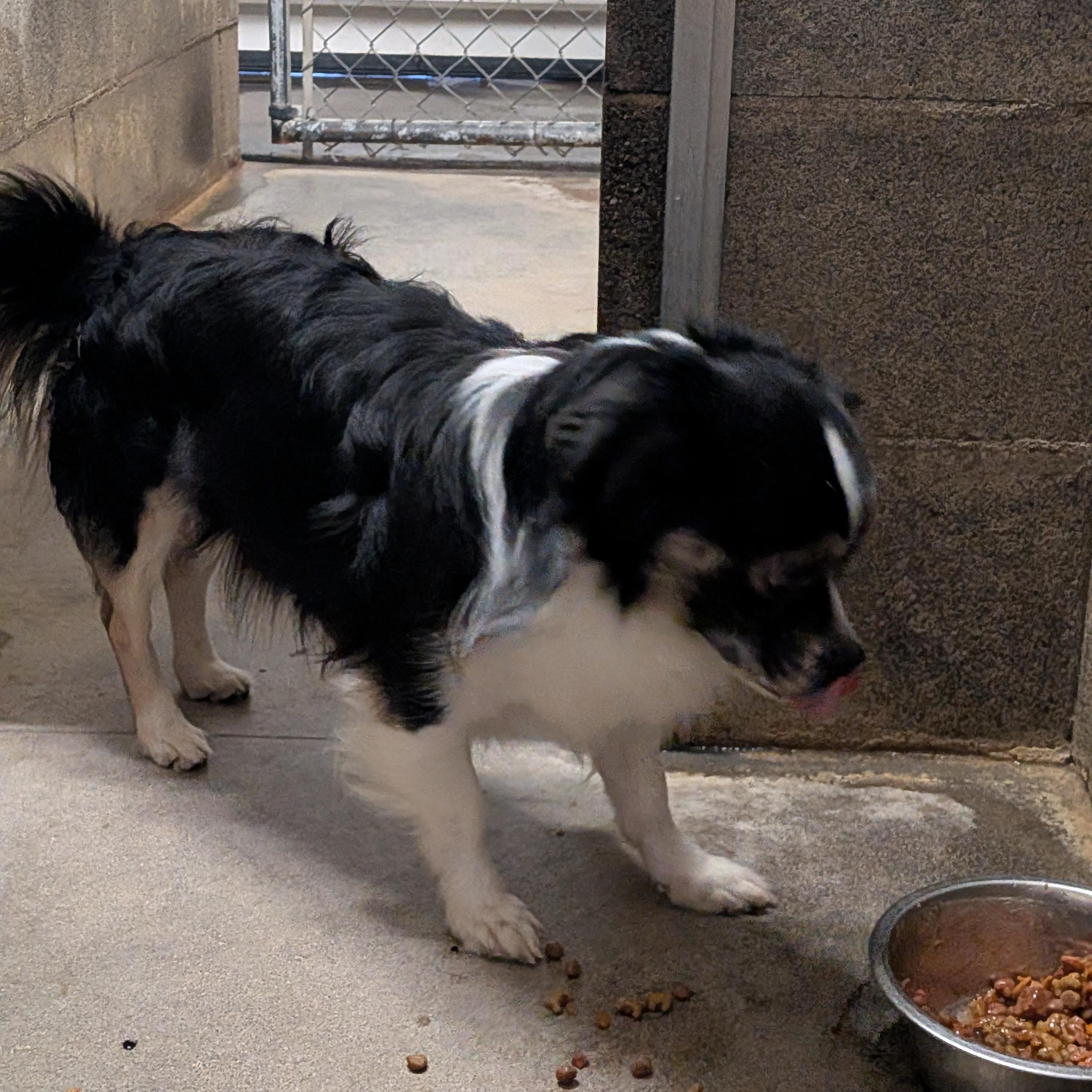 Enlarge Rudy, a ADOPTABLE mixed breed in Hermiston, OR image 2/3