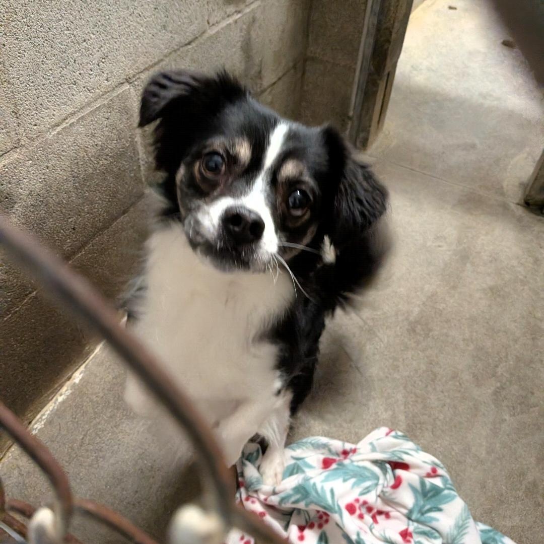 Enlarge Rudy, a ADOPTABLE mixed breed in Hermiston, OR image 1/3