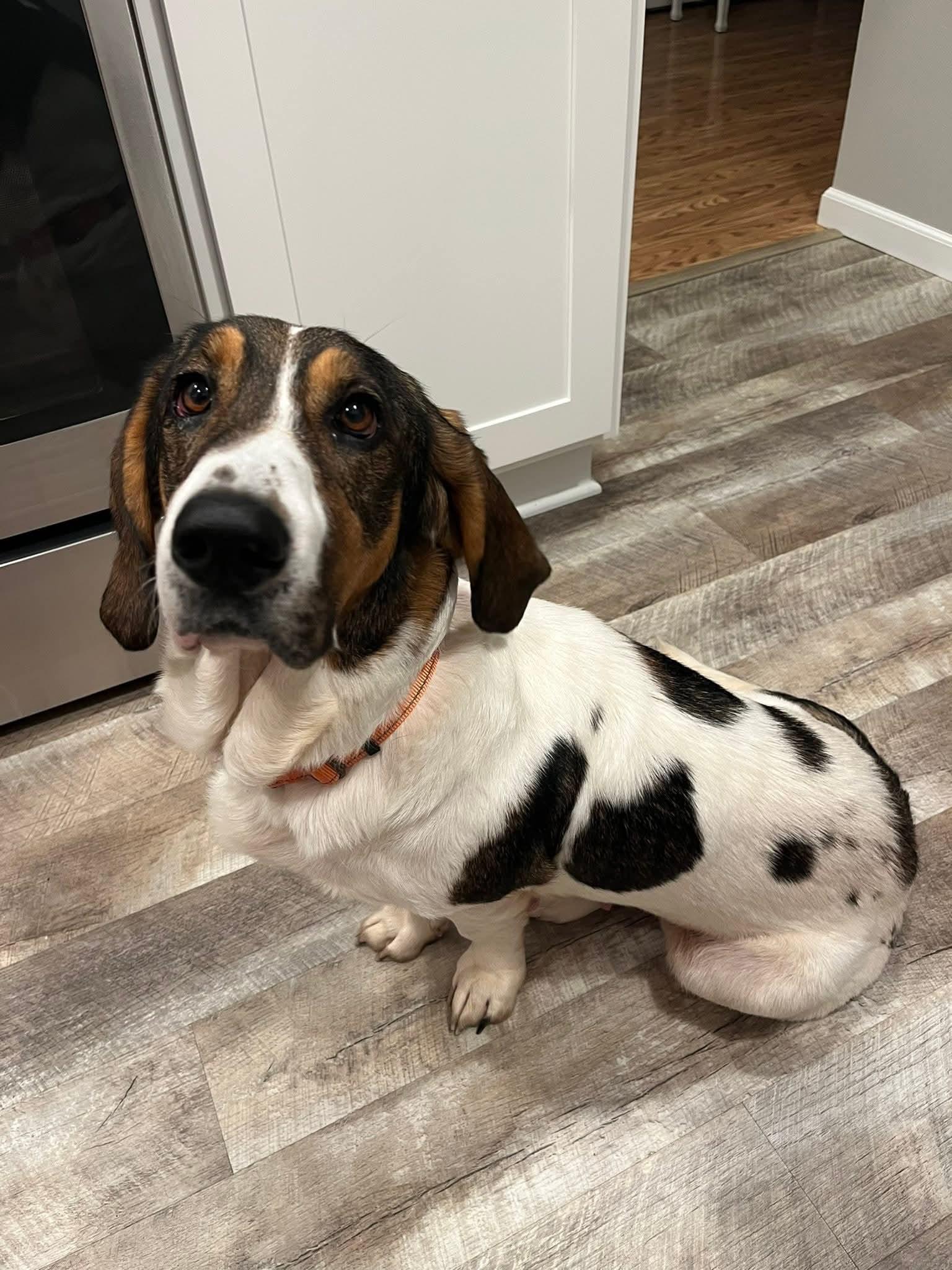 DOROTHY $375, Adoptable, Adult Female Basset Hound.