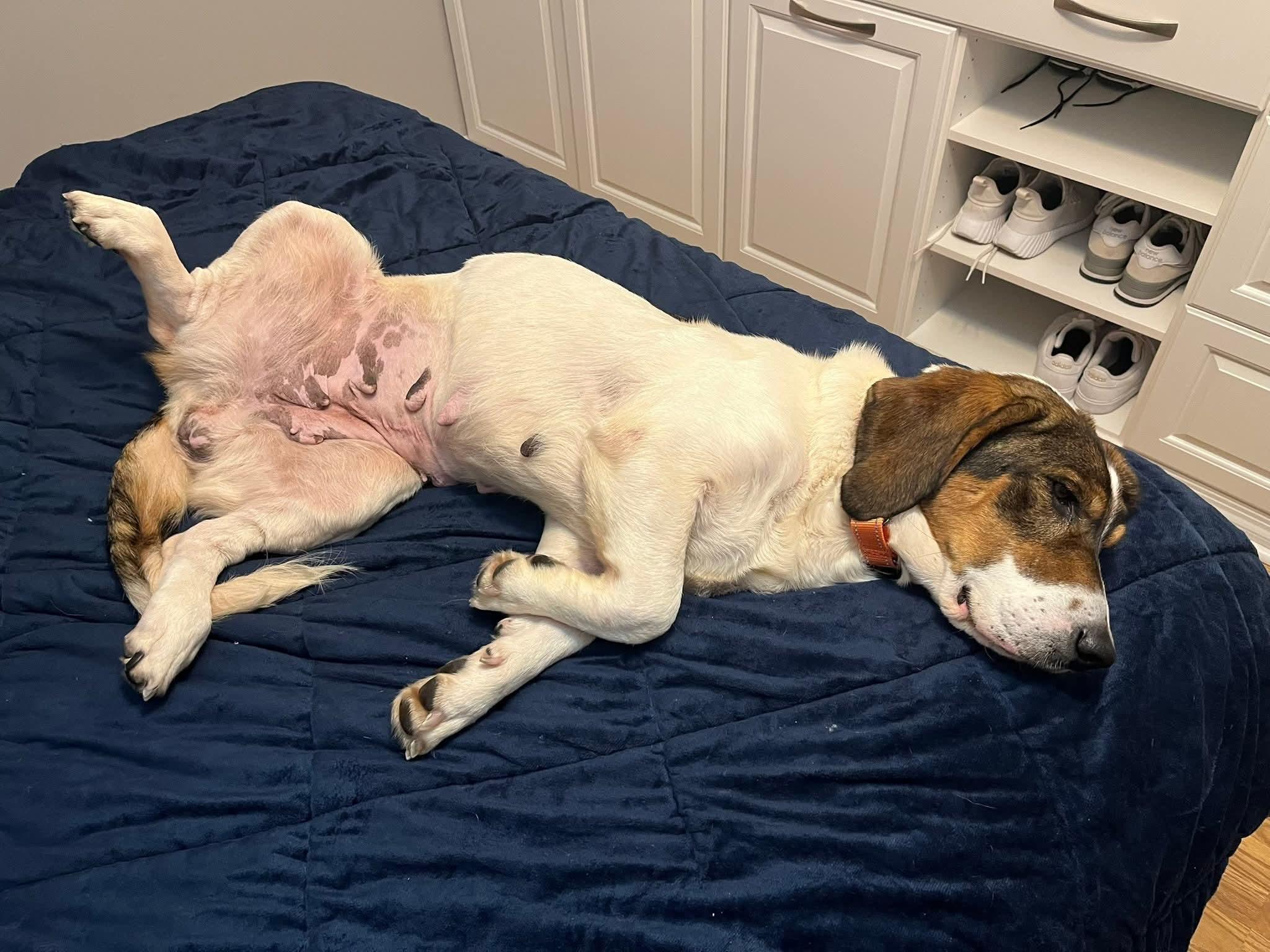 DOROTHY $375, a Adoptable mixed breed image 2/6