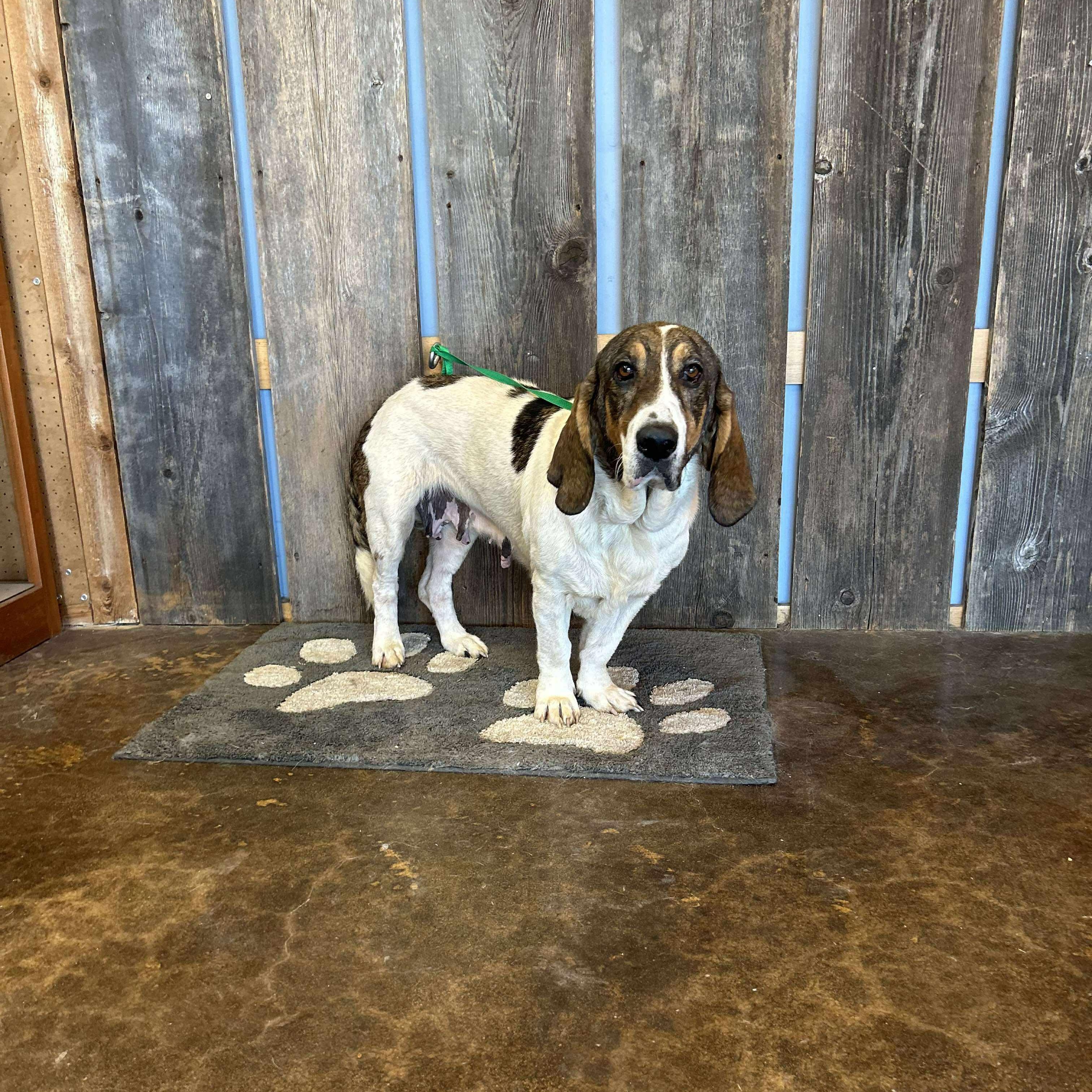 DOROTHY $375, a Adoptable mixed breed image 3/6