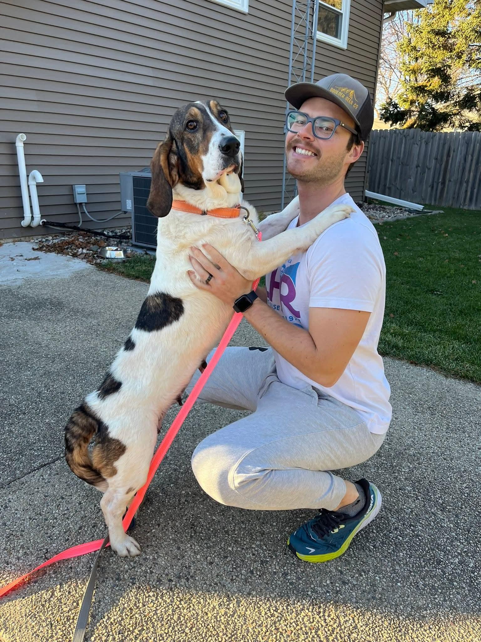 DOROTHY   $375, Adoptable, Adult Female Basset Hound.