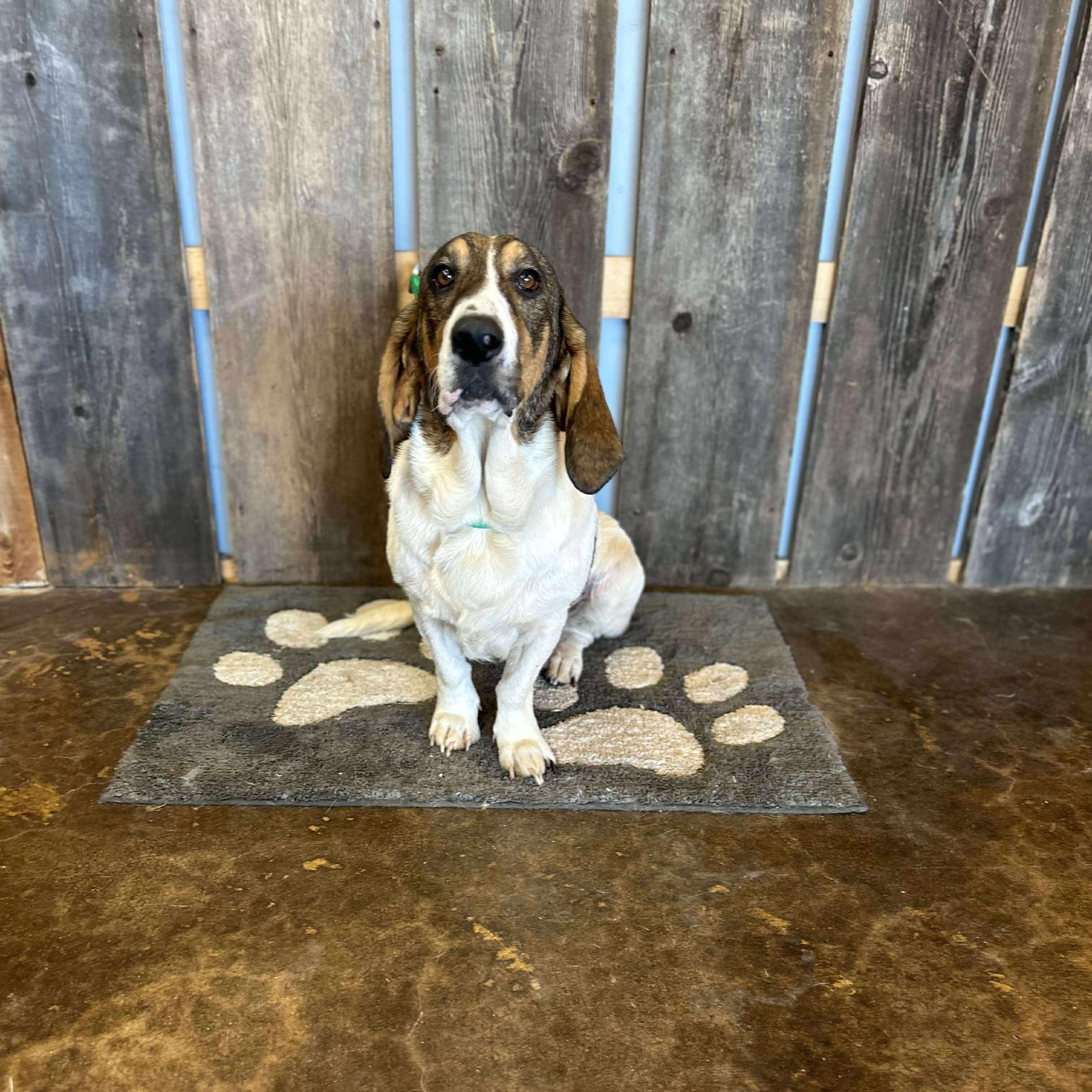 DOROTHY $375, a Adoptable mixed breed image 5/6