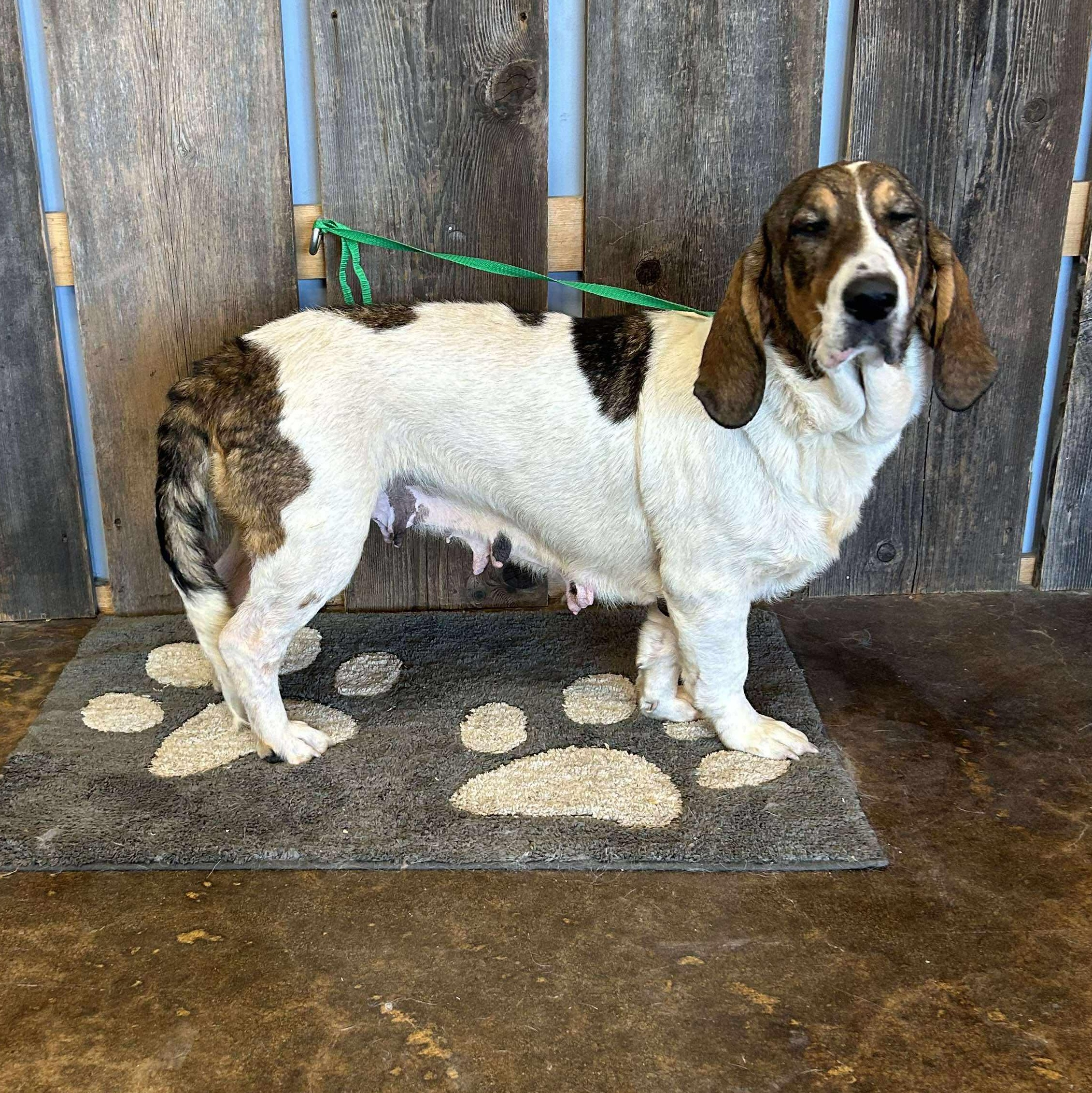 DOROTHY $375, a Adoptable mixed breed image 6/6