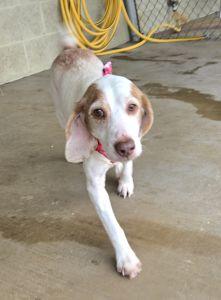 Bonnie, an adopted Beagle in Bucyrus, OH image 4/4