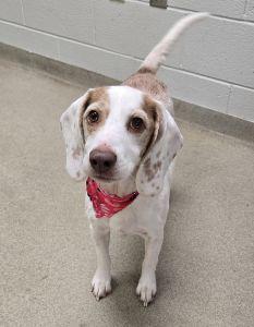 Bonnie, an adopted Beagle in Bucyrus, OH image 1/4