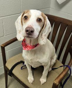 Bonnie, an adopted Beagle in Bucyrus, OH image 2/4