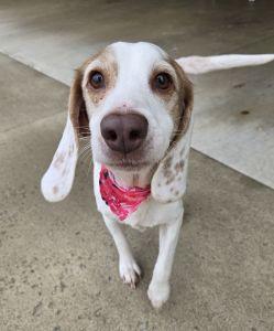 Bonnie, an adopted Beagle in Bucyrus, OH image 3/4