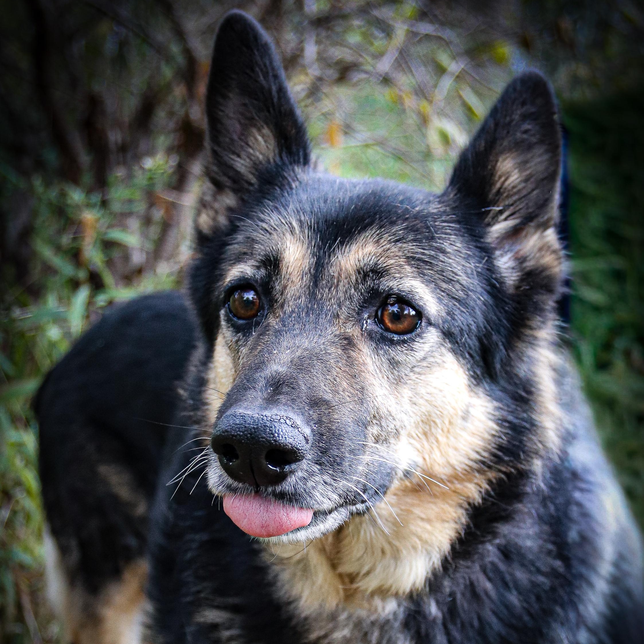 JD, a Adoptable mixed breed in hilton, NY image 2/6