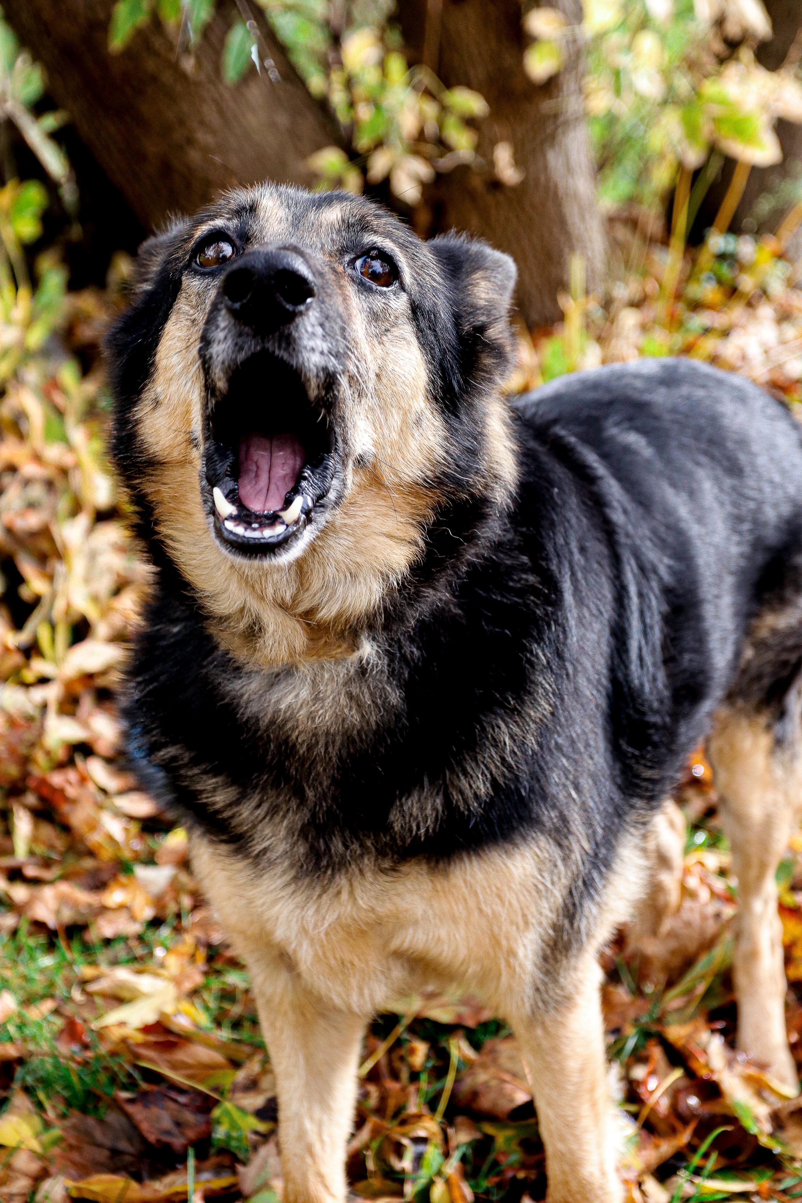 JD, a Adoptable mixed breed in hilton, NY image 4/6
