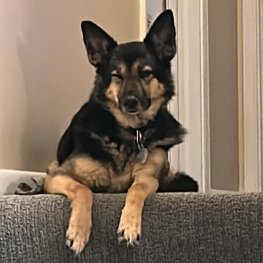 Enlarge JD, a Adoptable mixed breed in Hilton, NY image 1/6